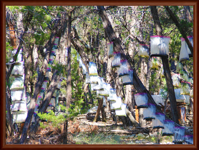 Reforest The World